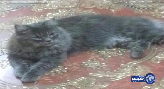 مواطنة ترصد 500 ريال لمن يجد قطها المفقود