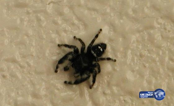 إزالة عنكبوت من بطن رجل استرالي بعد ان مكث فيه 3 أيام