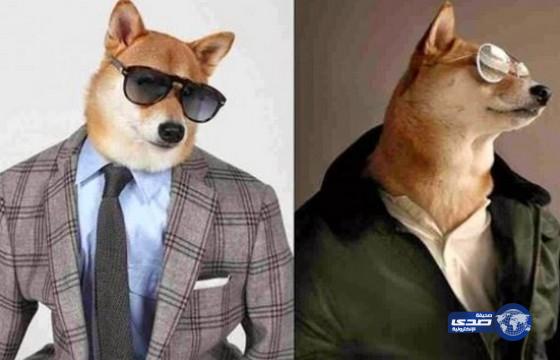 بالصور.. الكلب &#8220;بودي&#8221;يعرض أشهر ماركات الملابس الرجالية!