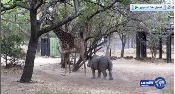 بالفيديو.. زرافة ترفس وحيد القرن بطريقة لاعبي الكاراتيه