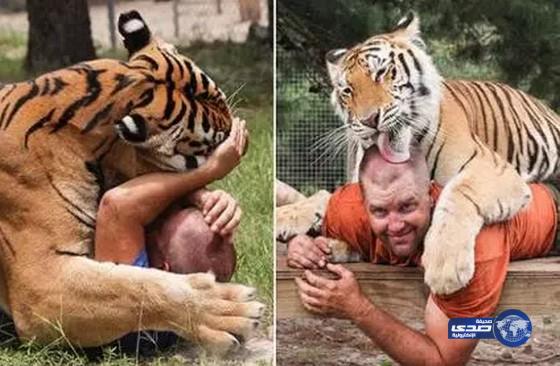 بالفيديو : أمريكي ينام بين النمور ويستيقظ بين الأسود