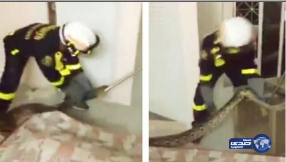 بالفيديو.. أسرة تتفاجأ بثعبان ضخم يتجوّل في المنزل