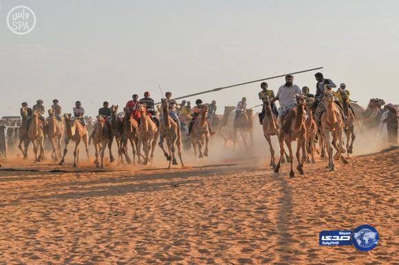 جائزة أمير منطقة الجوف تجذب 140 هجانا للتنافس