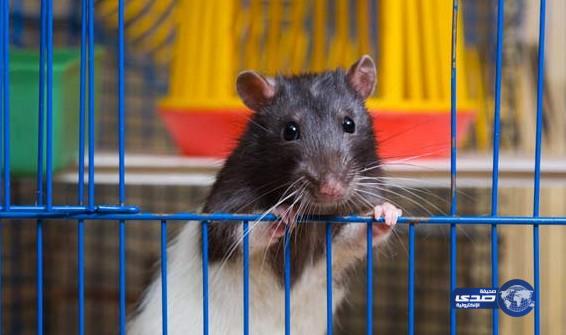 وفاة طفل أمريكي بسبب عضة فأر