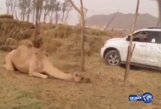 بالفيديو:شبان يقتلون “جملا” بطلق ناري