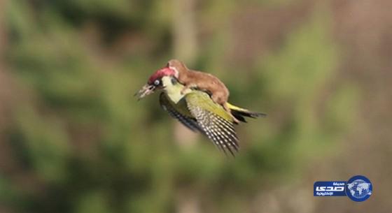 صورة نقار خشب يحمل ابن عرس