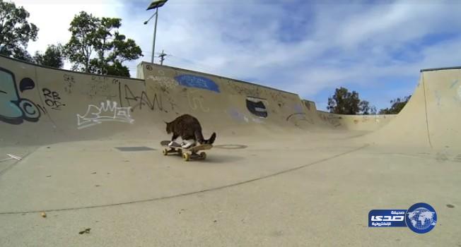 بالفيديو – قط يعشق ممارسة “السكيت بورد “