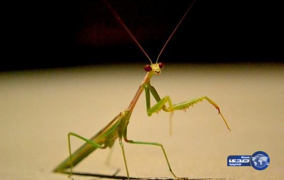 بالفيديو: دراسة تكشف الدقة الفائقة لقفزات فرس النبي (السرعوف)