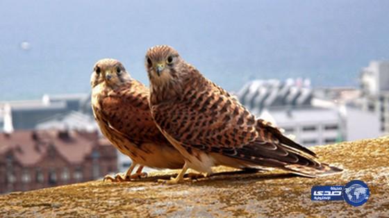 باكستان تصادر صقرين نادرين لشيخ قطري