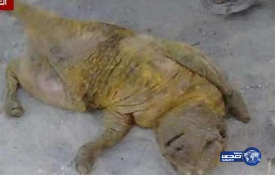 نعجة تضع خروف غريب