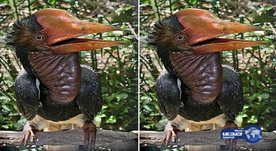 أبو قرن.. طائر غريب مهدد بالانقراض بسبب منقاره العاجي