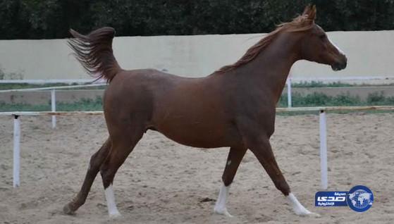 اتهام مزارع بممارسة الجنس على فرس واجهاضه