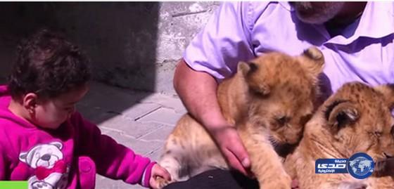 بالفيديو.. أسود تعيش جنبًا إلى جنب مع عائلة فلسطينية