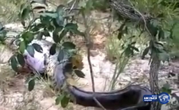 بالفيديو: ثعبان ضخم يلتهم ثعباناً بنفس حجمه فكانت وجبته الأخيرة