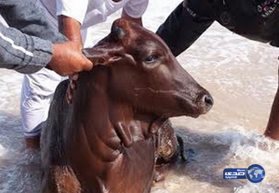 بالصور: “أبقار تسبح في البحر”وعمانيون ينقلونها للشاطئ