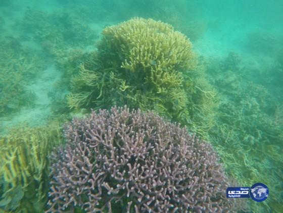 بالصور: الشعب المرجانيه بجزيرة فرسان‎ تتعرض للتدمير