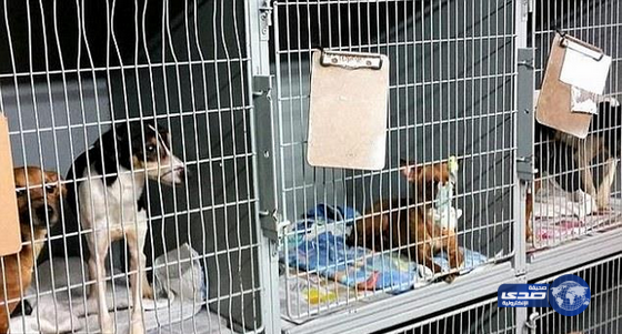 اعتقال أمريكية احتفظت بـ 65 حيوانا نافقا في منزلها