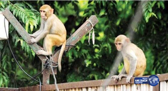 القردة تهدد تنفيذ خطة ثورة المعلومات بالهند