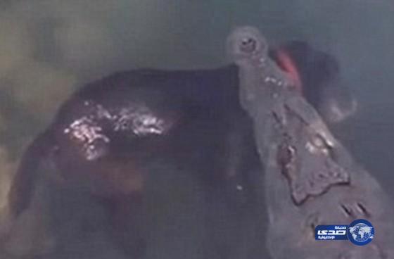 بالفيديو:تمساح ينقض على كلب ويسبح به في الماء