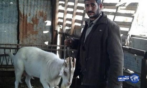 إعدام “الجَدْي‎ الحلوب” في غزة “ذبحا”