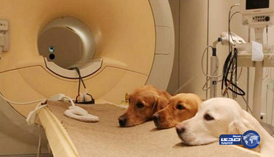 كلاب تنجح في تشخص مرض سرطان البروستاتا بامتياز