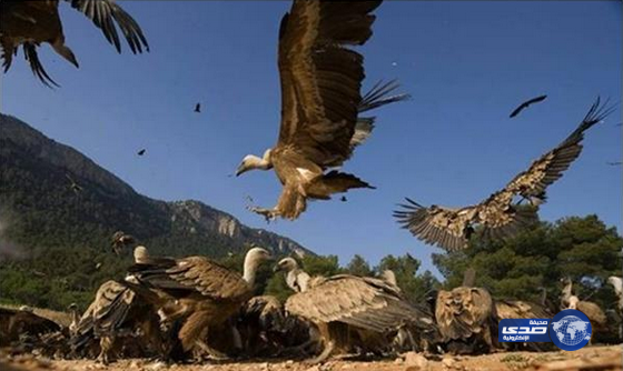 إسباني يطعم مئات النسور يوميًا منذ 27 عامًا – صور