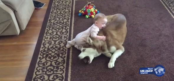 بالفيديو: كلب سيبيري صبور يلاعب طفلة مشاكسة