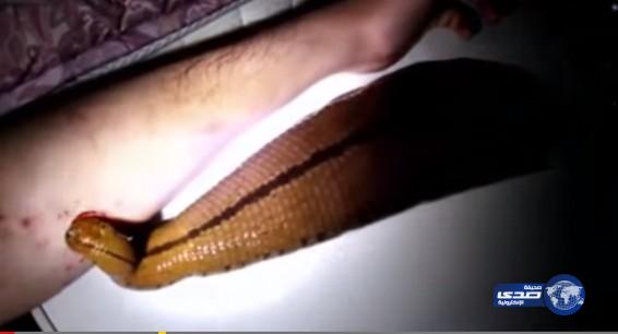 بالفيديو:ياباني يترك ثعبانه الأليف يمتص دمه