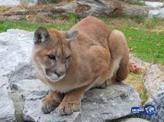 أسد جبلي يختبئ في منزل ويرفض الخروج