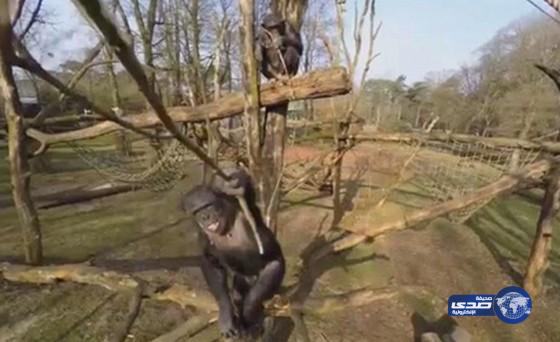 بالفيديو:شمبانزي يسقط طائرة من دون طيار