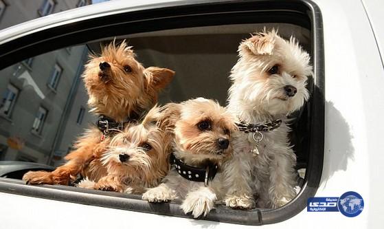 دراسة تكشف وجود علاقة هرمونية بين الكلاب وأصحابها