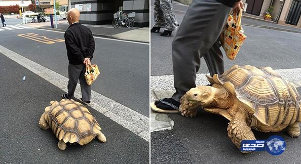 ياباني صبور يتجول مع سلحفاته الأليفة في شوارع طوكيو