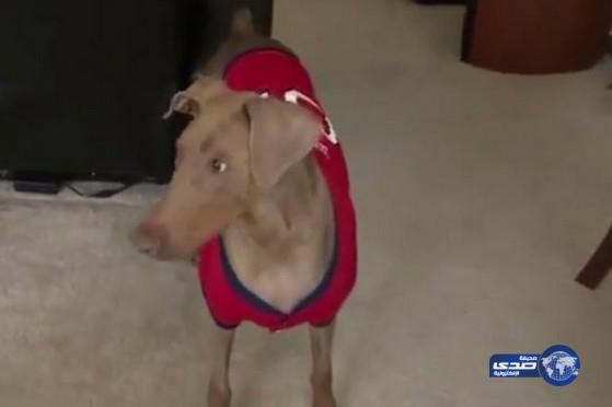 بالفيديو: كلبة تلتهم ساعات ومجوهرات