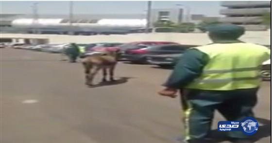 بالفيديو.. مصريون يطاردون حماراً تائهاً في مطار القاهرة!