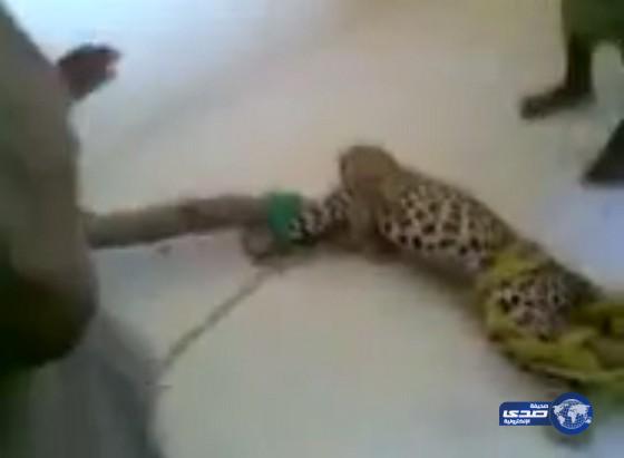 بالفيديو:يمني يصطاد فهداً ويقيده