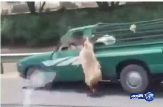 بالفيديو.. خروف يقفز من &#8220;وانيت&#8221; على طريق سريع في الكويت