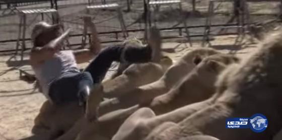 بالفيديو: لبؤة تقطع فم مروضها