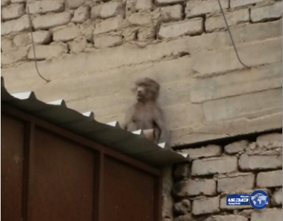 بالفيديو:انتشار أعداد من القردة داخل بعض أحياء المدينة المنورة‎