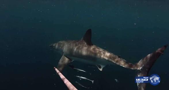 بالفيديو: غواص يشتبك مع سمكة قرش بالعصا