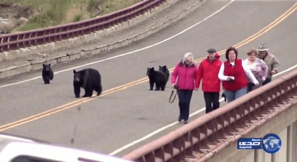 بالفيديو: عائلة من الدببة تلاحق السياح بالقرب من حديقة عامة