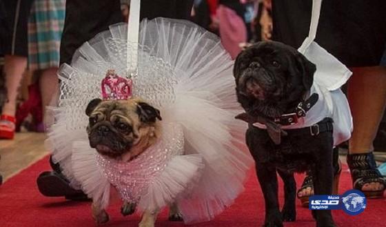 حفل زفاف لكلبين في أستراليا وفستان العروس بـ 2000 دولار