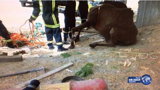 إنقاذ ناقة سقطت في بئر عمقه 50 متراً