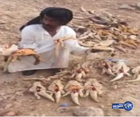 بالفيديو.. شاب يصيد عشرات من إناث “الضبان” ويبقر بطونها.. ومطالبات بمعاقبته