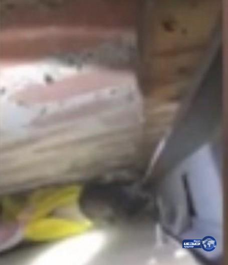بالفيديو: زوجان يحطمان جدار مطبخهما لإنقاذ قطة