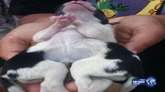 بالصور:ولادة كلب برأس واحد وجسدين