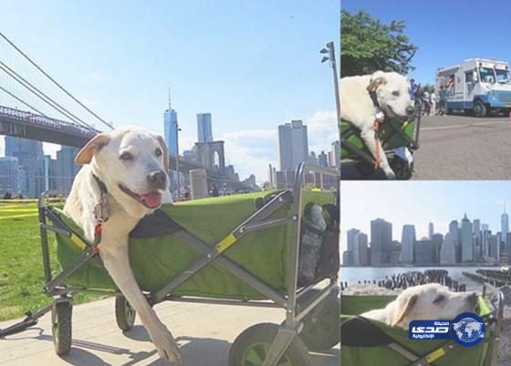 رجل يصطحب كلبه المريض في رحلة وداع