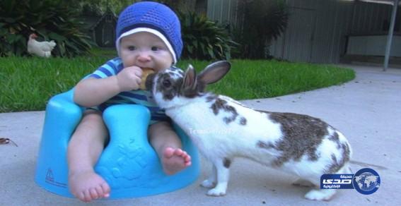 بالفيديو: أرنب يسرق قطعة بسكويت من طفل رضيع