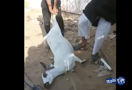 بالفيديو:غضب واستياء من تعذيب شابين بقسوة لـ«ماعز»