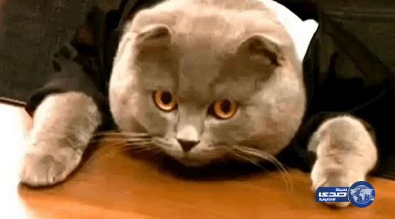 تعيين “قطة” في منصب مدير لشركة تكنولوجية