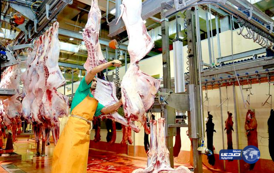 مسلخ أمانة القصيم يستعد لموسم رمضان بـ 90 متخصص